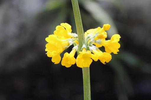 クリンソウ・九輪草 クリンソウ・九輪草 マクロ,野草,茎頂部中心の写真素材