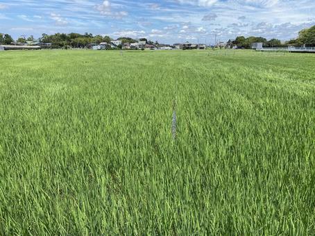 Photo, paddy field, july, midsummer, 