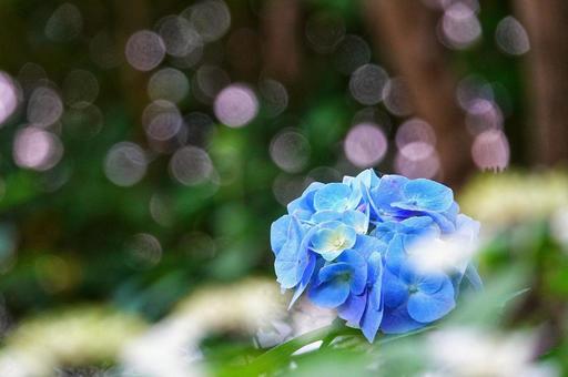 紫陽花物語9の写真