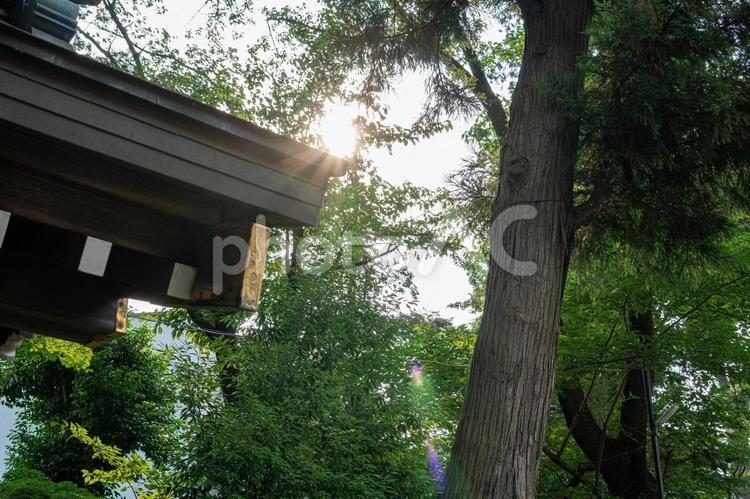 神社に差し込む陽光 神社,太陽,建物の写真素材