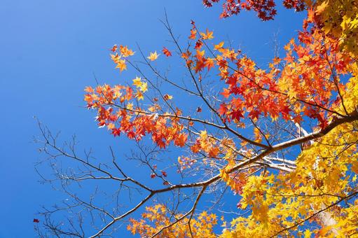 黄色と赤に染まる秋の紅葉 黄色と赤に染まる秋の紅葉 紅葉,紅葉狩り,秋の写真素材