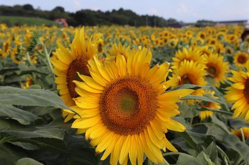 ひまわりアップ ひまわりアップ ひまわり,ひまわり畑,夏の写真素材