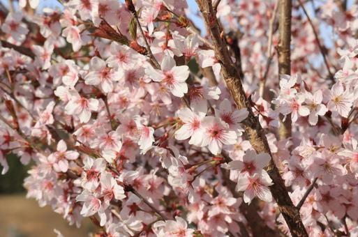 桜 桜の写真