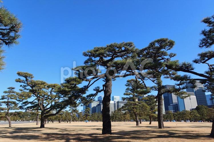 皇居前広場の松と青空 皇居,松,青空の写真素材