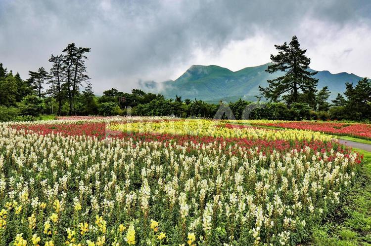 くじゅう花公園　サルビア サルビア,赤,花畑の写真素材