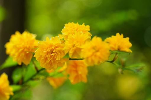 鮮やかに咲くやまぶきの花 鮮やかに咲くやまぶきの花 の写真