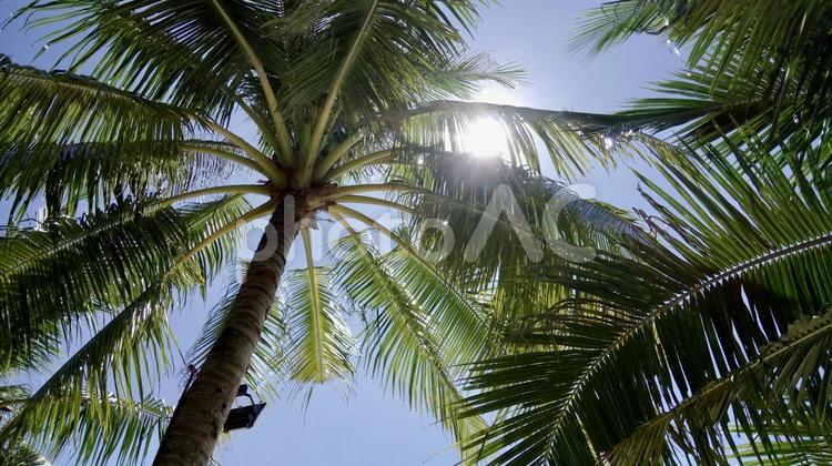 ハワイビーチのヤシの木と空と太陽 夏,南国,旅行の写真素材