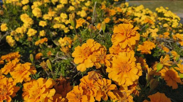 花たち 花,自然,風景の写真素材