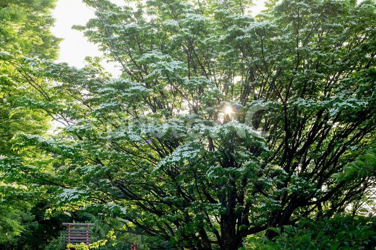 白いハナミズキの木 ハナミズキ,風景,景色の写真素材