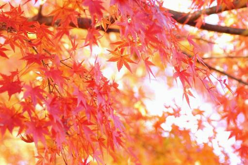 紅葉-39 紅葉-39の写真