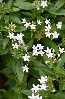 ペンタス ペンタス ペンタス,クササンタンカ,草山丹花の写真素材