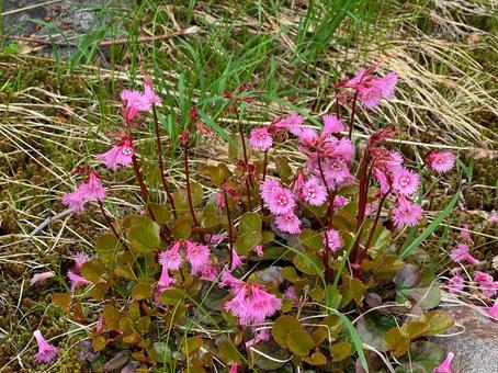 立山室堂で咲いていたイワカガミの写真