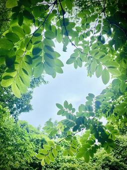 Photo, green, the trees, spiritual, 