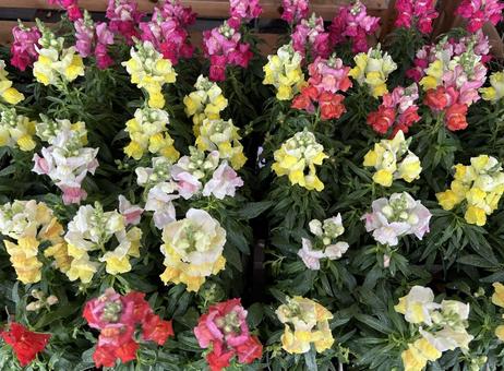 キンギョソウ②の写真