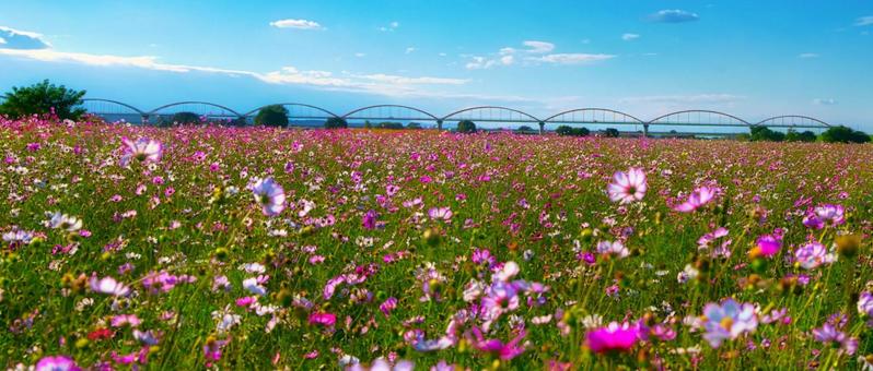 コスモス　花畑の写真