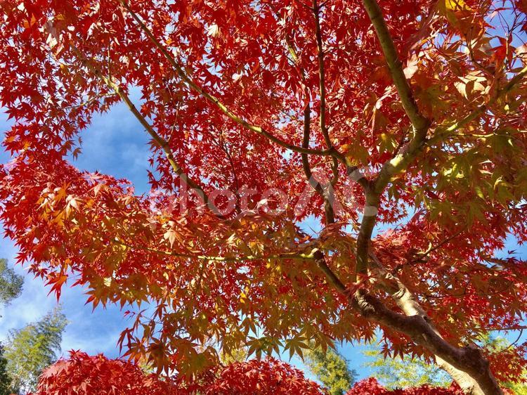 紅葉と青い空 1 秋,紅葉,もみじの写真素材