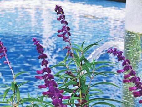 水辺 水辺の写真