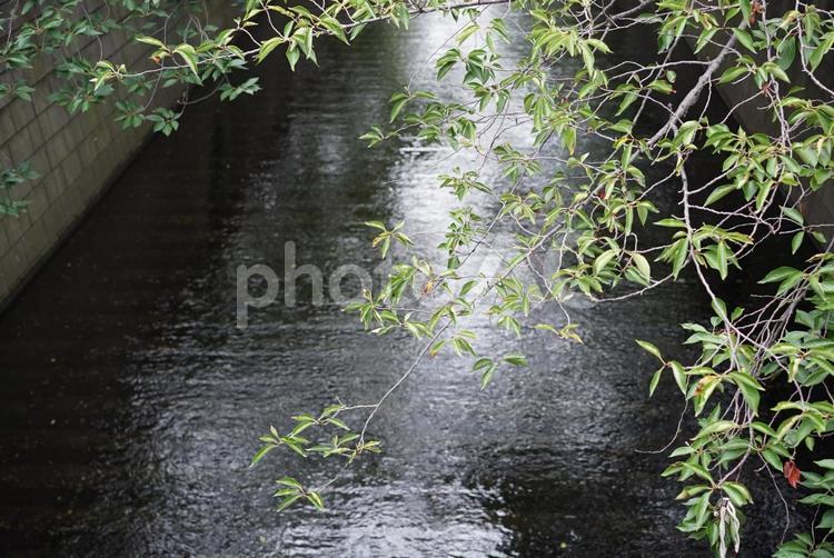 夏の目黒川 水域,自然,葉の写真素材