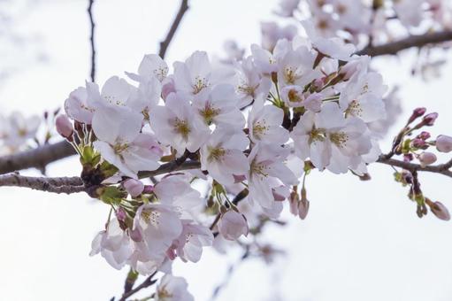 Photo, cherry blossoms, sakura, tahara-shi, 