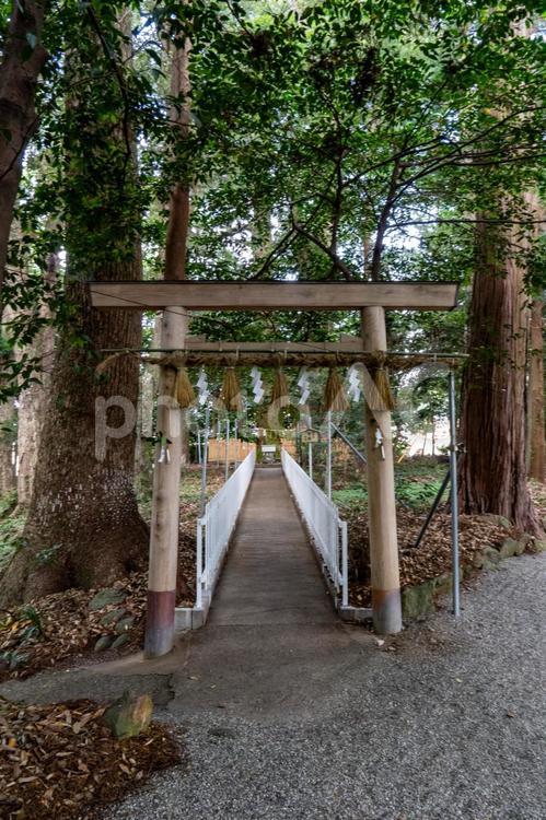 三重　佐那神社　夫婦杉 佐那神社,神社,佐那の写真素材