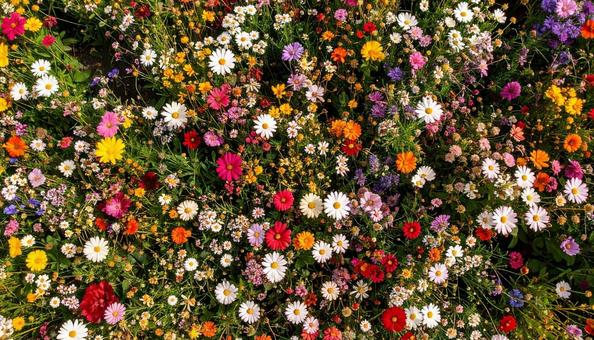 花畑を真上から見た背景写真素材 花畑を真上から見た背景写真素材の写真