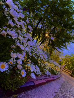 イソノギク花壇 イソノギク花壇 花壇,夕方,風景の写真素材