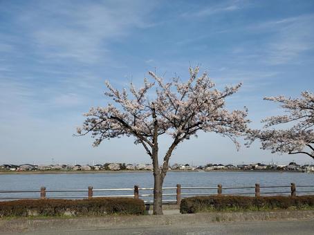 桜 桜 桜,風景,癒しの写真素材