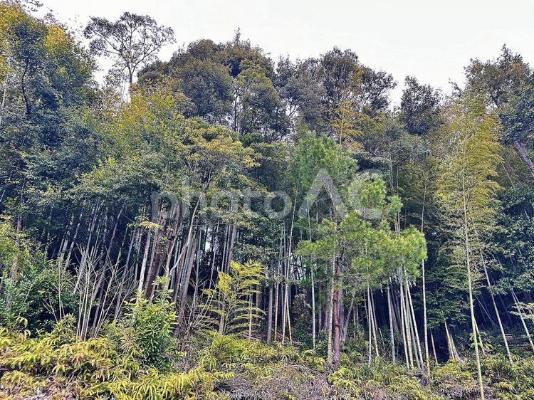 竹林　竹藪　冬の竹　冬の竹林 冬の田舎道,木,冬の写真素材