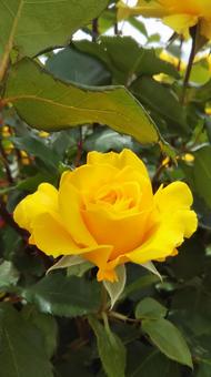 薔薇 薔薇の写真