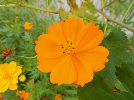 【花の写真】コスモス（秋桜） コスモス,秋桜,自然の写真素材