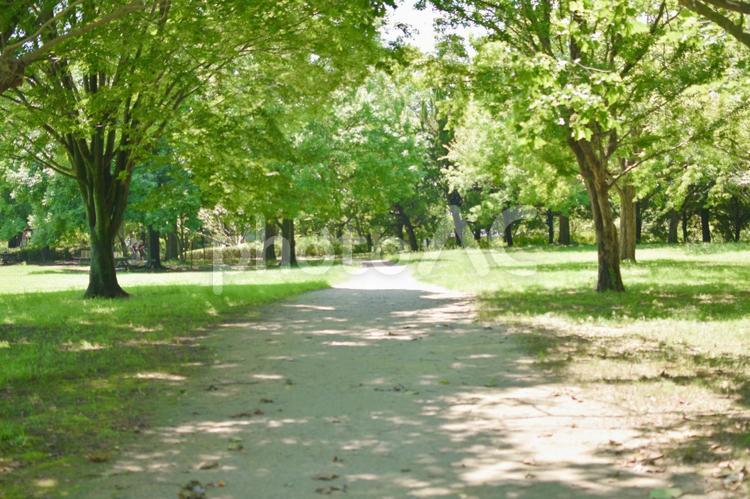 木陰のある通路 小道,公園,通路の写真素材