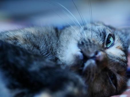 Photo, cat, a pet, animal, 
