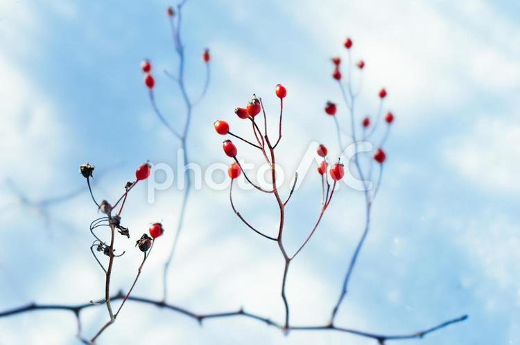 冬の植物 冬,植物,草の写真素材