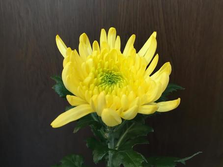 菊の花(黄)03 菊の花(黄)03の写真