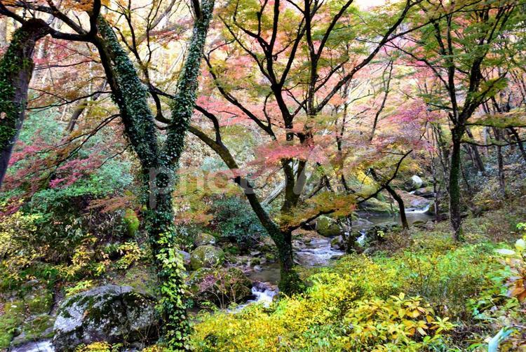 花貫渓谷の紅葉（北茨城） 秋,紅葉,もみじの写真素材