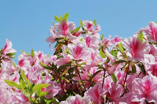 Blue sky and azalea, JPG Blue sky and azalea, JPG