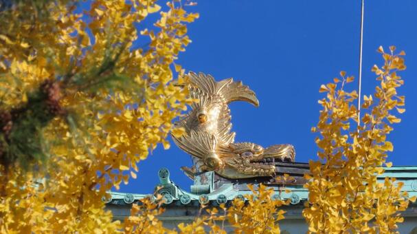 名古屋城　金のシャチホコ　銀杏の黄葉 名古屋城,尾張徳川家,御三家の写真素材