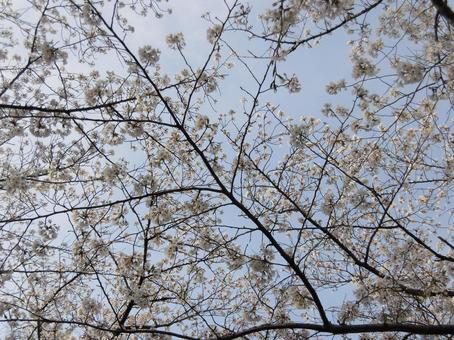 交錯する桜② 桜,植物,ボタニカルの写真素材