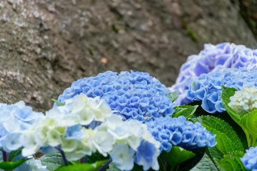 Blue hydrangea blooming in the shade of a rock, JPG