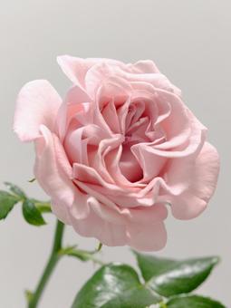 ピンク色のバラの花 ピンク色のバラの花の写真