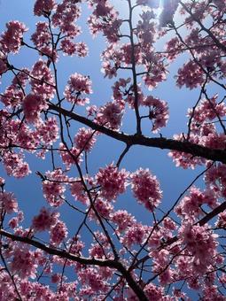 桜 桜の写真