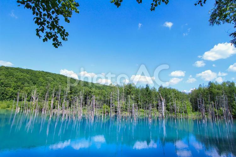 真夏の青い池 青い池,空,夏の写真素材