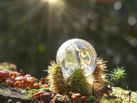 エコイメージ-毬栗の中の地球儀と森 エコイメージ-毬栗の中の地球儀と森の写真