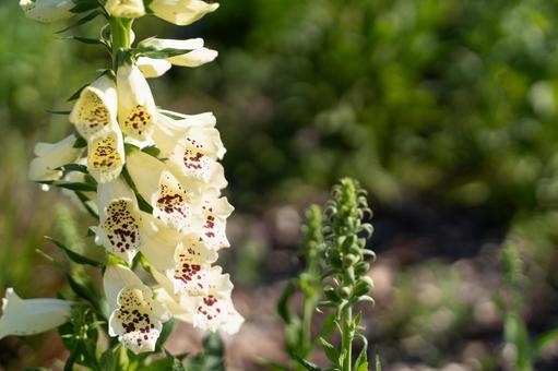 陽だまりに咲く薬草の花③ 陽だまりに咲く薬草の花③ 花,植物,ジギタリスの写真素材