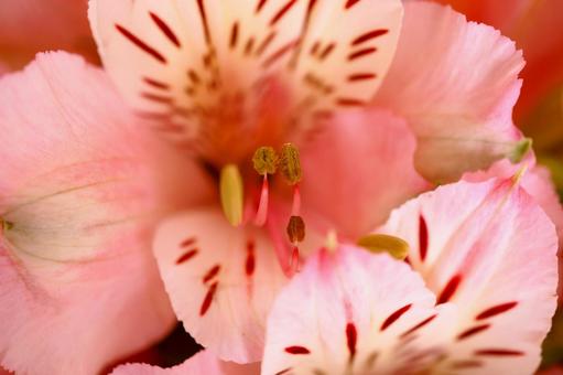 アリストロメリアの写真