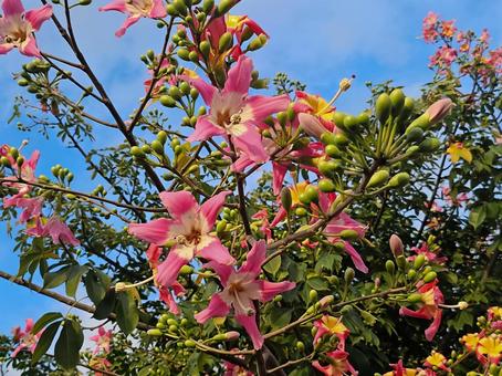 青空とトックリキワタの花 青空とトックリキワタの花の写真