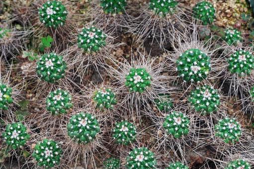 チョウシハクリュウマル(長刺白竜丸) チョウシハクリュウマル(長刺白竜丸)の写真