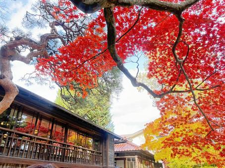 硝子紅葉 紅葉,もみじ,盛岡の写真素材