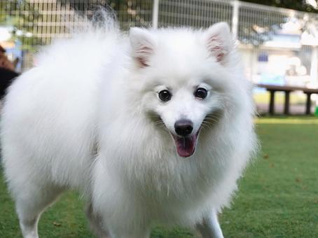 ドッグランの日本スピッツ ドッグランの日本スピッツ 犬,日本スピッツ,dogの写真素材