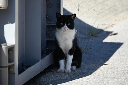 日陰で一休み 日陰で一休み 毛並み,ひげ,猫島の写真素材
